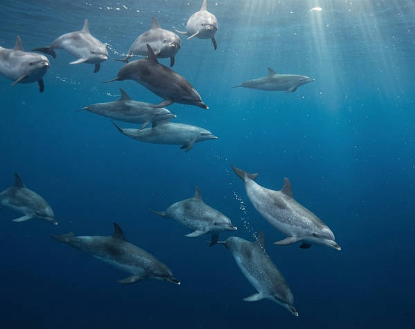 In-water Encounters
