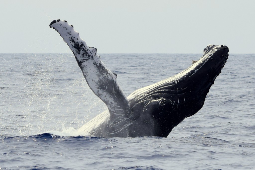 Whale Expedition
