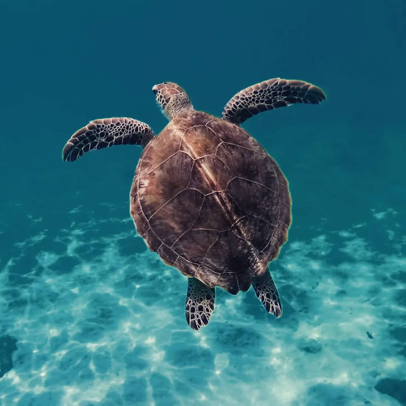Coastal Snorkeling
